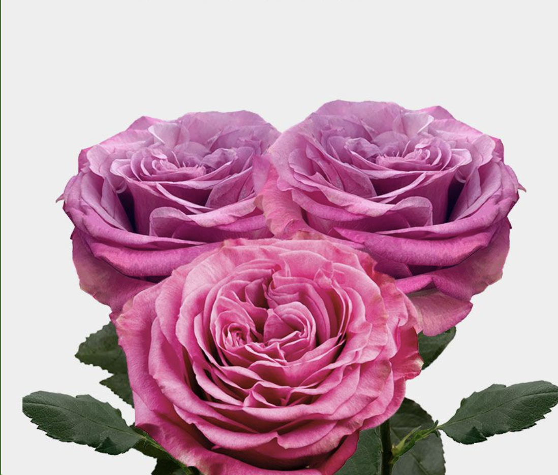 Rose Queen Crown (Роза Квин Краун) B50 Star Roses