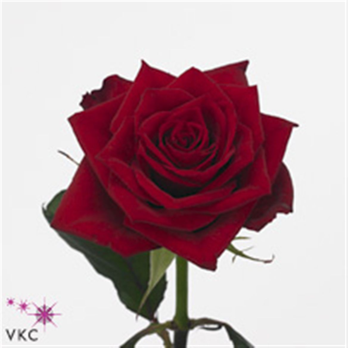 Роза gr ever Red одноголовая 50 см