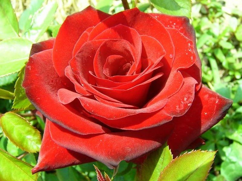 Роза флорибунда Nicolo Paganini (Николо Паганини)