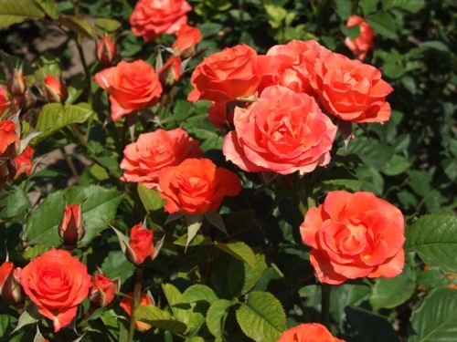 Роза флорибунда Alegria (Алегри)