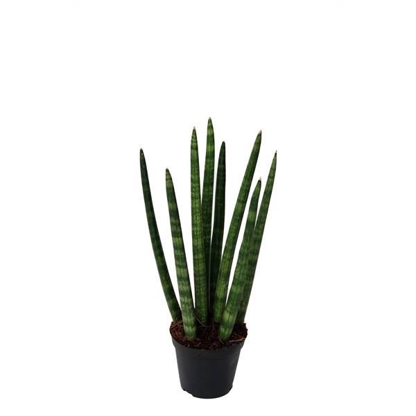 Сансевиерия цилиндрическая'спагетти' ( Sansevieria Cylindrica 'spaghetti' ) W 8,5 см H 33 см