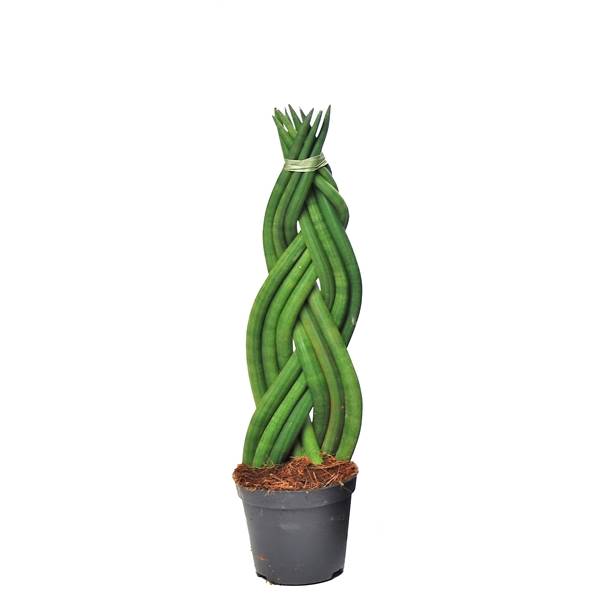 Сансевиерия цилиндрическая "извилистая" ( Sansevieria Cylindrica 'twist' ) W 8,5 см H 30 см