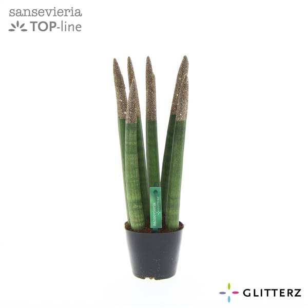 Сансевиерия Бархатное прикосновение ( Sansevieria Velvet Touchz Glitterz Champagne ) W 8,5 см H 30 с