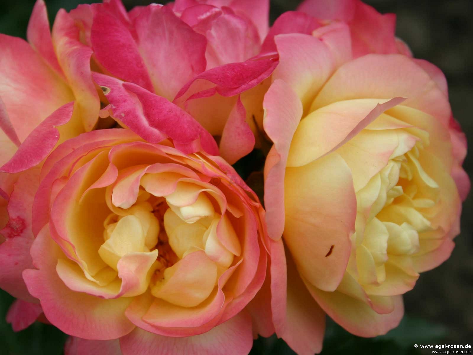 Роза флорибунда Lampion (Лампион)