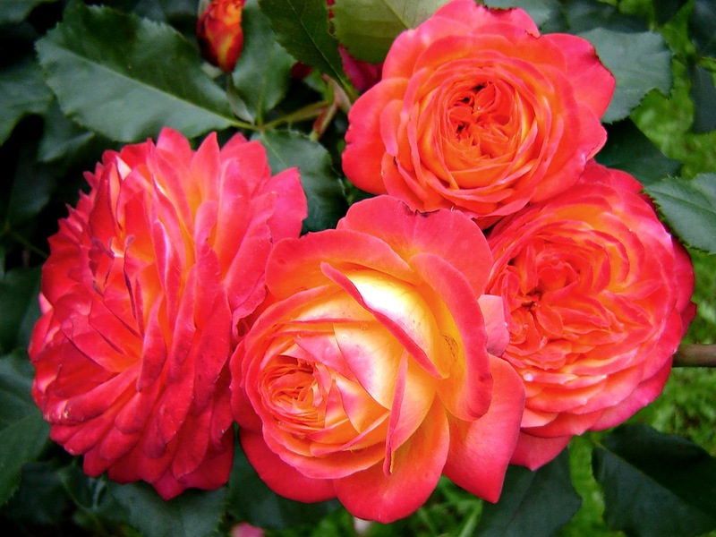 Роза флорибунда Midsummer (Мидсаммер)