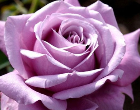 Роза чайно-гибридная Blue Parfume (Блю Парфюм)