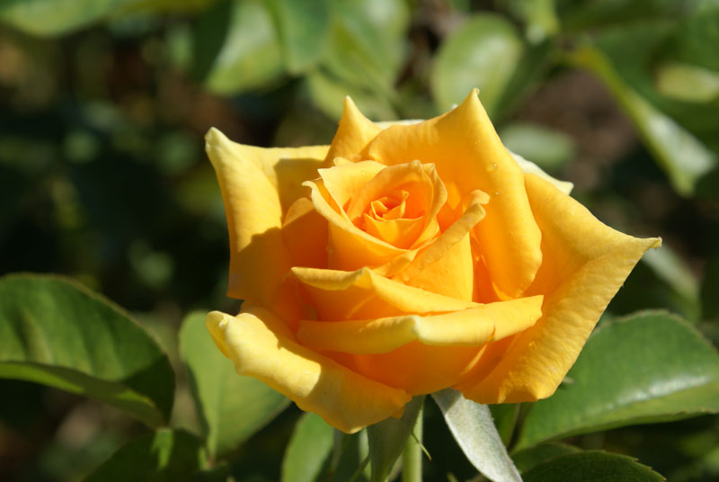 Роза чайно-гибридная Golden Monica (Голден Моника)