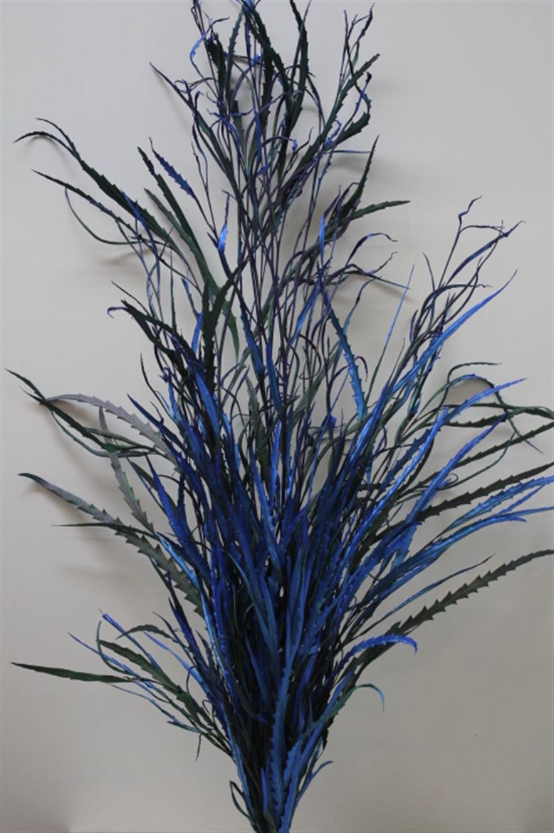 Grevilea Blue (Гривилия Блу) В80