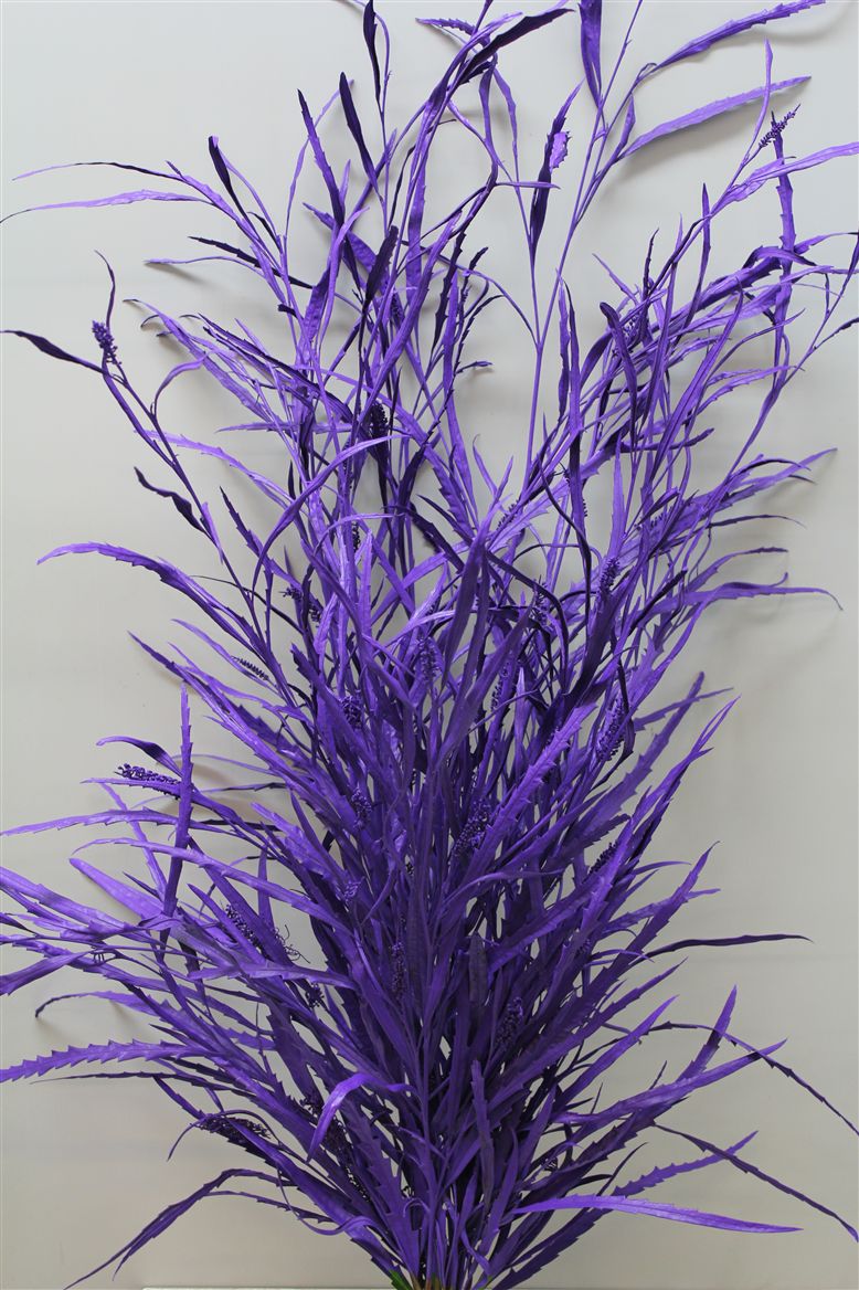 Grevilea Purple (Гривилия Перпл) В80