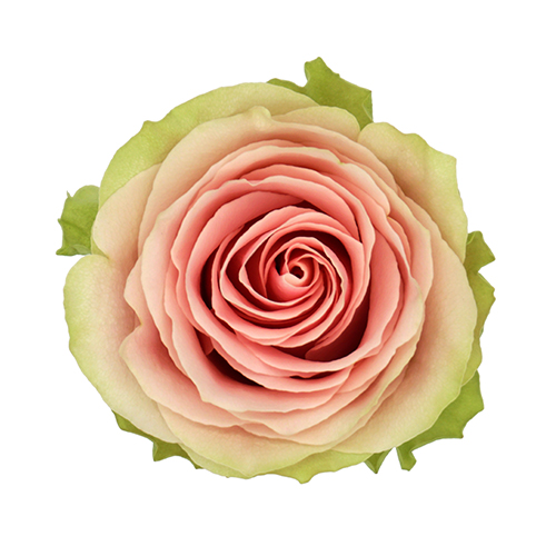 Rosa Gr Frutteto ( Фруттето ) В60 Rosa Prima