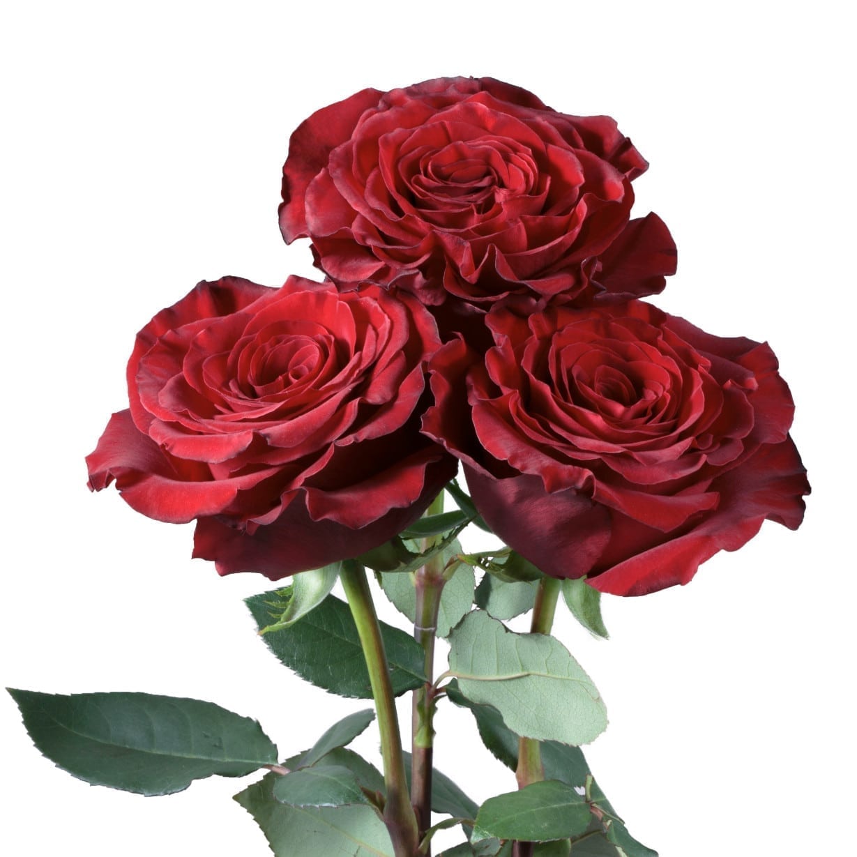 Rosa Gr Hearts ( Хеартс ) В60 Rosa Prima