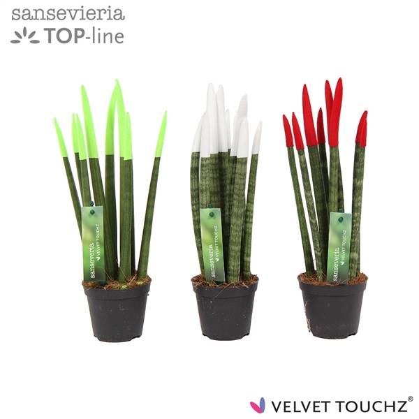 Сансевиерия Бархатное прикосновение ( Sansevieria Velvet Touchzitalië ) W 8,5 см H 35 см