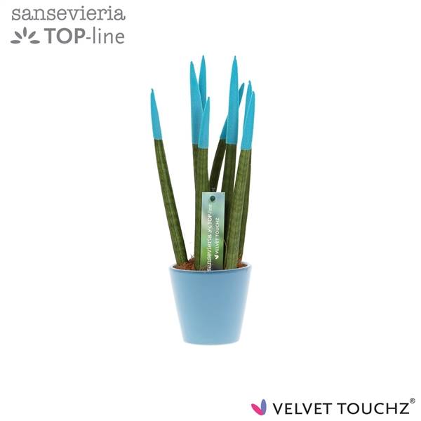 Сансевиерия Velvet Touchz Aqua в керамике R'dam ( Sansevieria Velvet Touchz Aqua In ceramics R'dam )