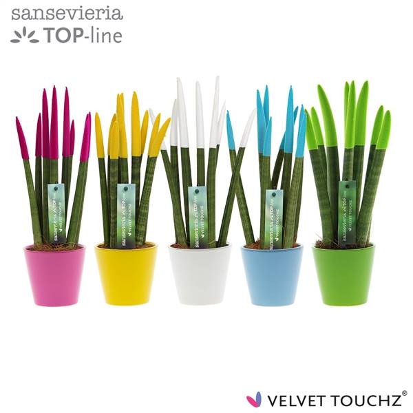 Сансевиерия Бархатное прикосновение ( Sansevieria Velvet Touchz Colourfull Easter In Ke ) W 8,5 см H