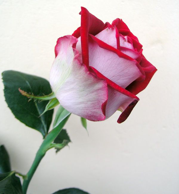 Розы бело красные название. Сорт розы Люксор.