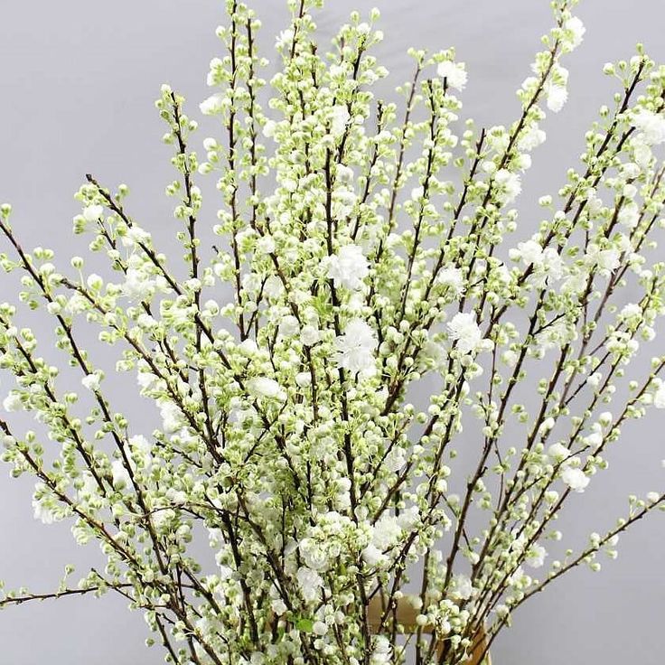 Prunus Gland Spray White (Прунус Гленд Спрей Вайт) В90