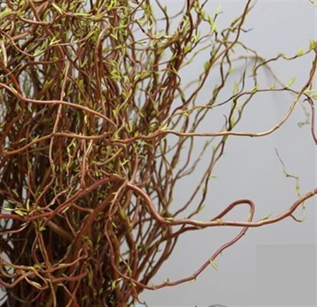 Salix Curly Willow (Саликс Керли Виллоу) В140