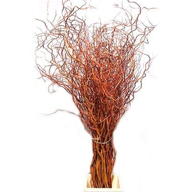 Salix Golden curls (Салекс голден керлс) В130