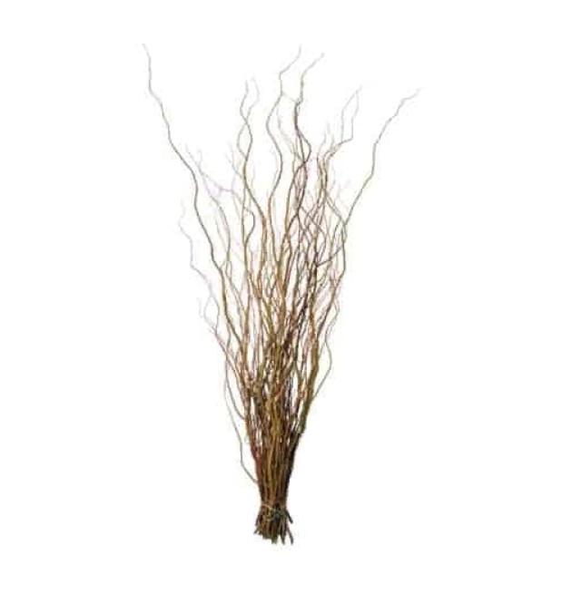 Salix Curly Willow (Саликс Керли Виллоу) В180