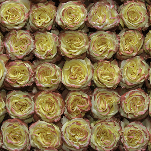 Rosa Gr High & Yellow Flame ( Хиг & Еллоу Флайме ) В60 Rosa Prima