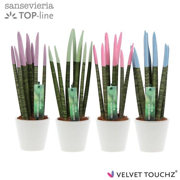 Сансевиерия Бархатное прикосновение ( Sansevieria Velvet Touchz Pastel Mixed In ceramics ) W 8,5 см