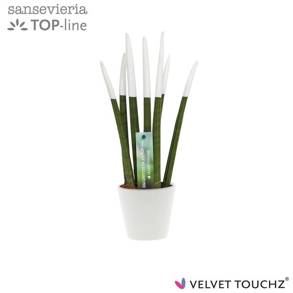 Сансевиерия Бархатное прикосновениеz Белый в керамике R'dam ( Sansevieria Velvet Touchz White In cer