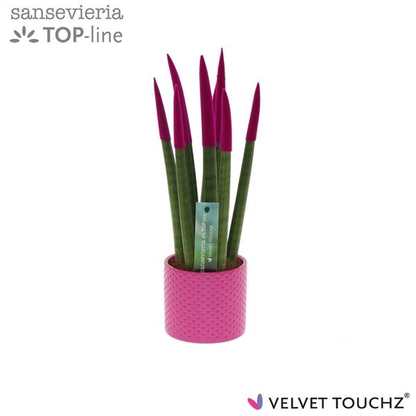 Бархатное прикосновение Сансевиерии.... Керамика Цвета Фуксии С Точками ( Sansevieria Velvet Touch F