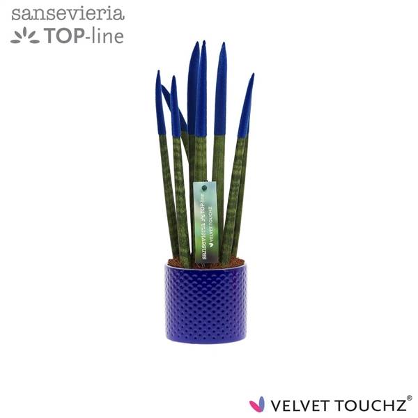 Сансевиерия Бархатный Тачз ② синий с керамикой в горошек ( Sansevieria Velvet Touchz Blue Met Dots c