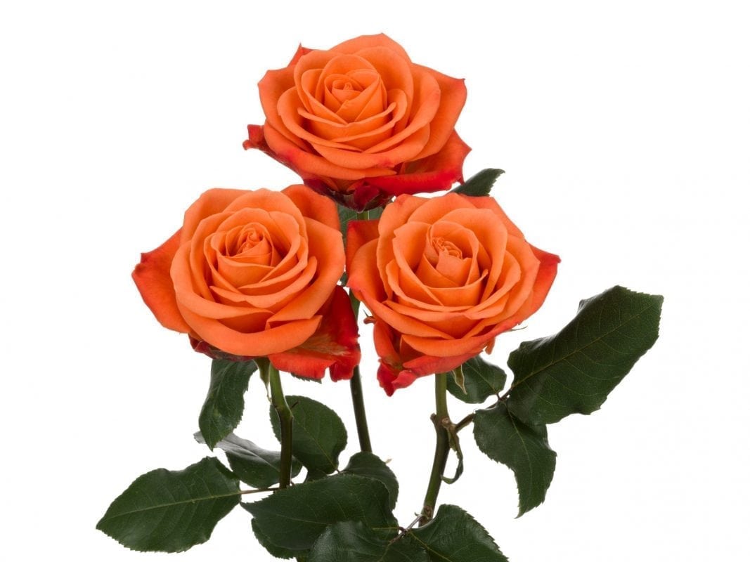 Rose Orange Crush (Роза Оранж Краш) B60 SUNSET VALLEY