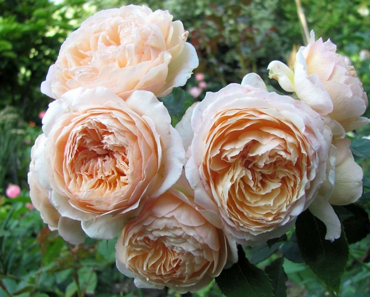 Роза шраб Charles de Nervaux (Шарль де Нэрво)