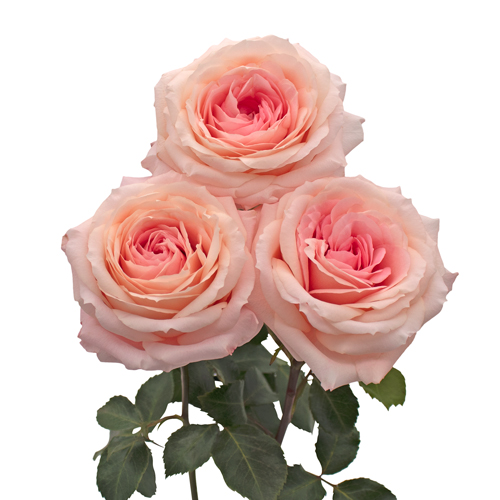 Rosa Gr Mayra’s Bridal Pink ( Майра’с Бридал Пинк ) В60 Rosa Prima