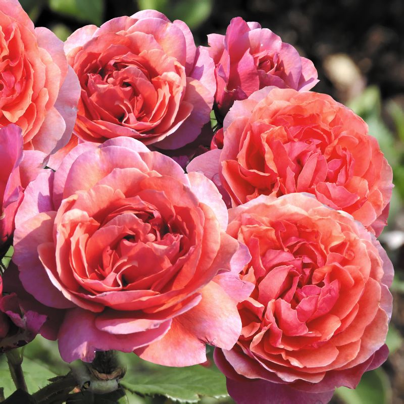 Роза шраб Laduree (Ладюре)