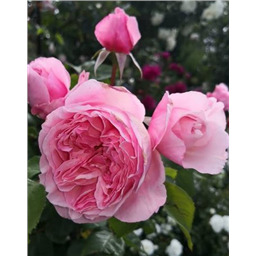 Роза шраб Rose Light / Gartentraume (Роуз Лайт / Гартентрауме)