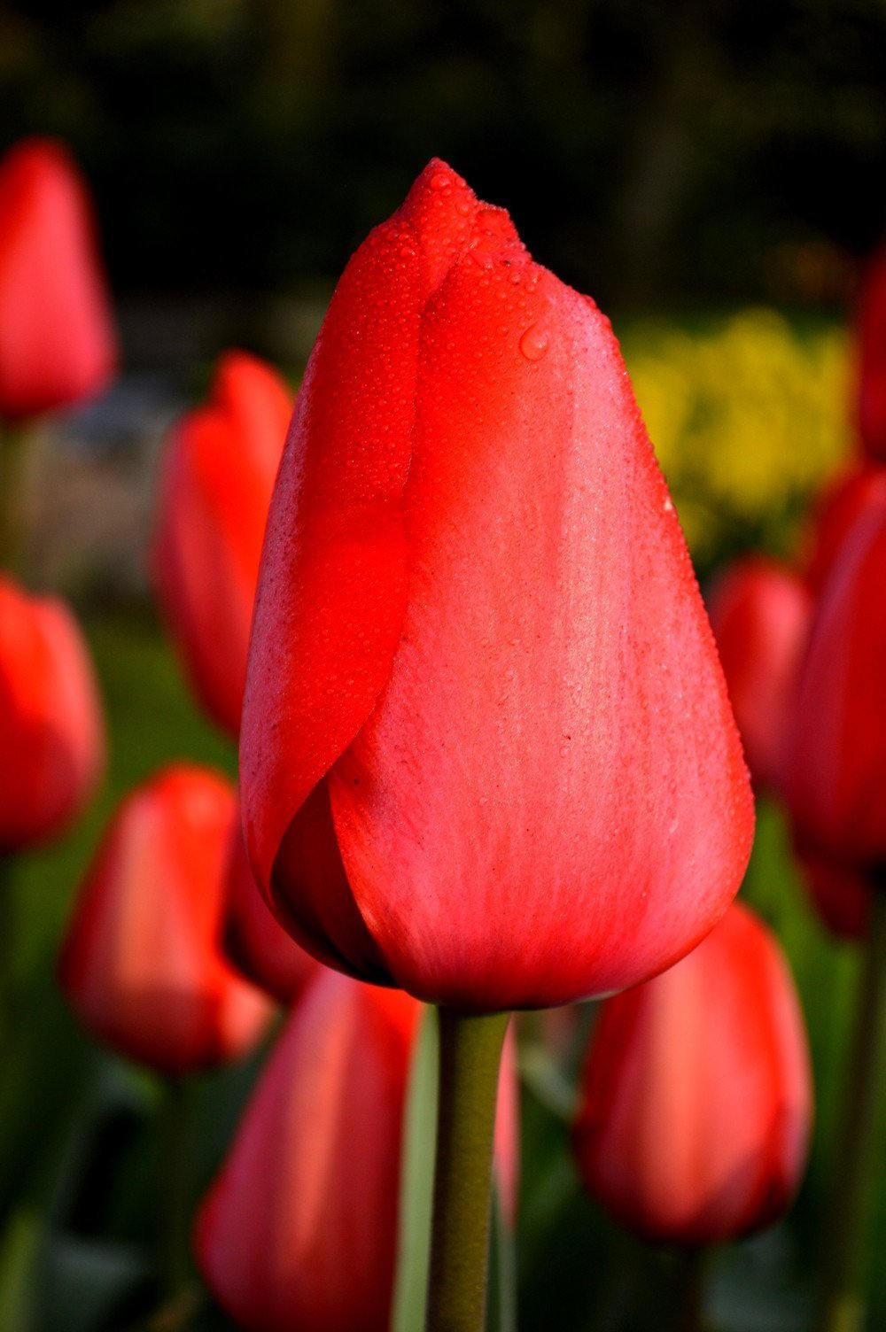 Тюльпан Красный (Tulip Red) пр-во Россия, Экстра