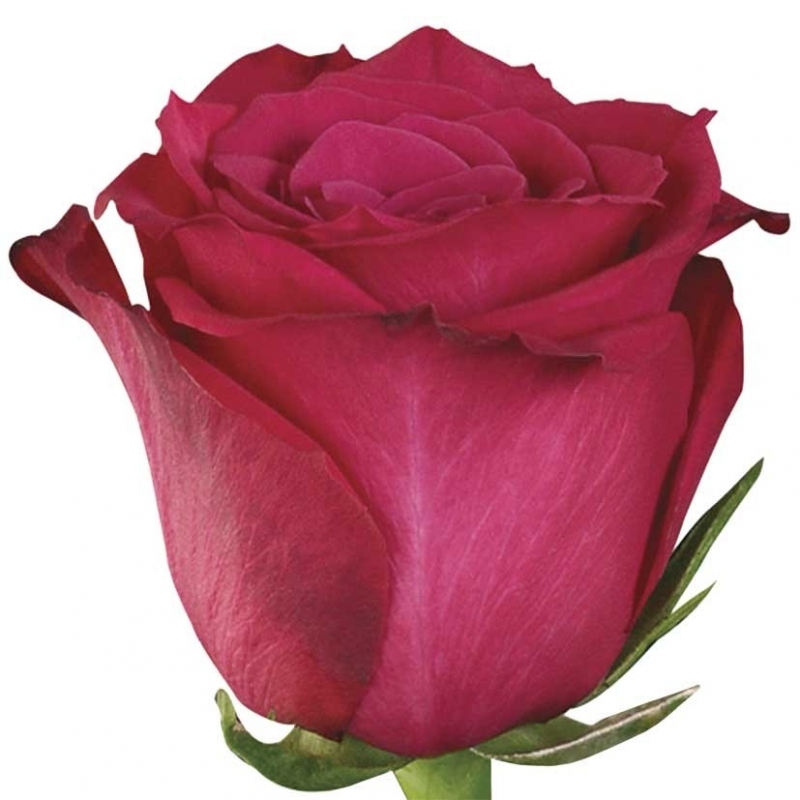 Rosa Gr Eq Roseberry (Роза Гр Экв Расберри) В50