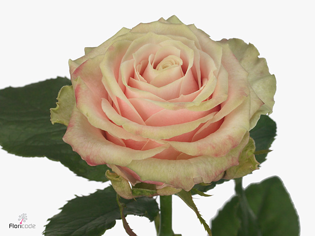 Rosa gr Avalanche Antique (Роза гр Аваланж Антикью) В60