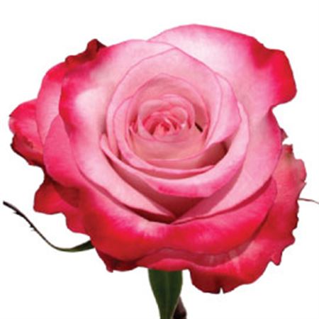 Rosa Gr Eq Pink Farfalla (Роза Гр Экв Пинк Фарфалла) В50