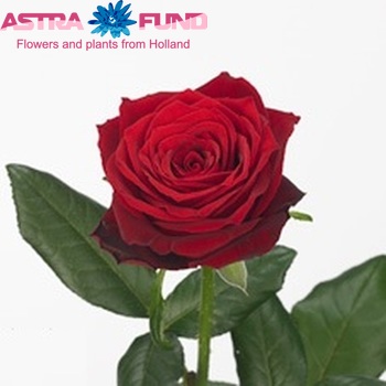 Rosa Gr Red Desire (Роза Гр Ред Дизае) В60