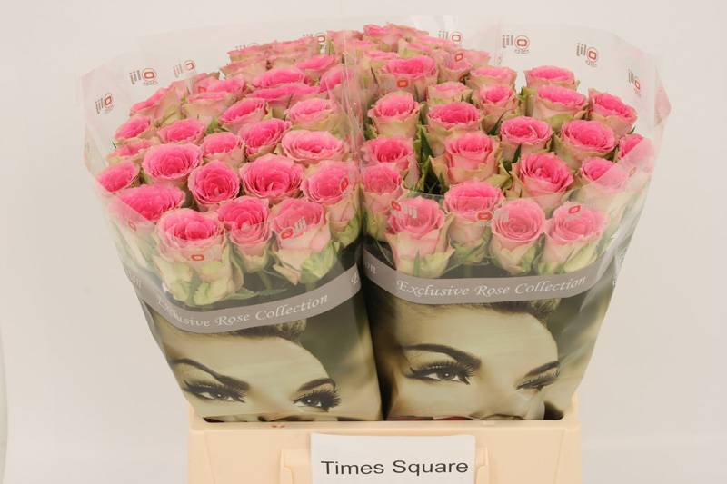 Rosa Gr Times Square (Роза одн Таймс Скуар) В50