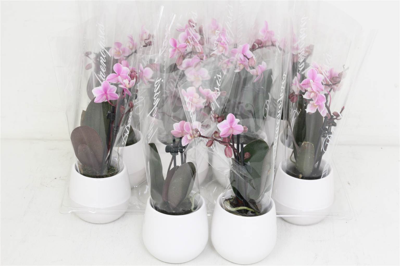 Фаленопсис Мини Розовый 2 стебля Керамика # ( Phalaenopsis Mini Pink 2 stem Ceramique # ) W 6 см H 2