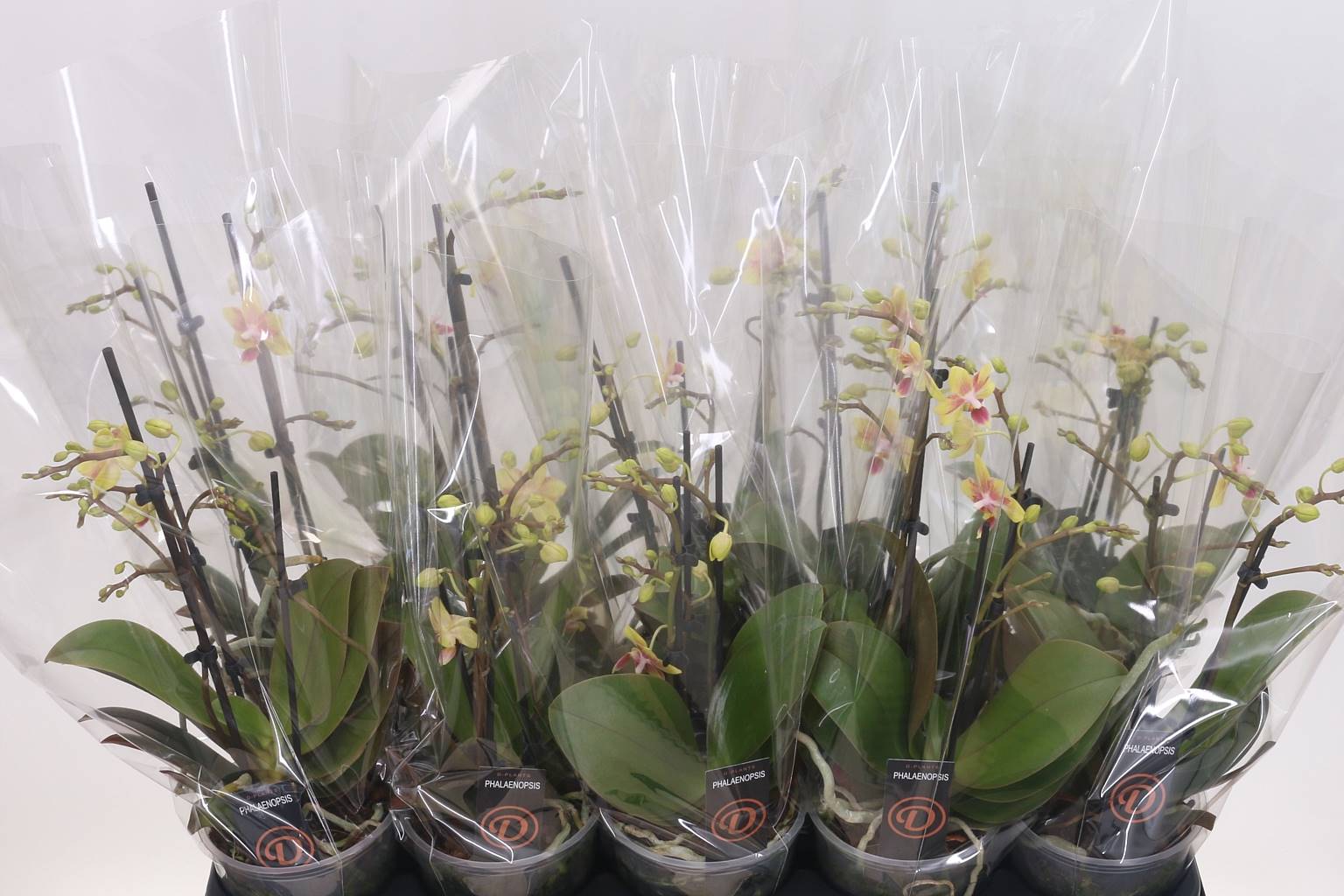 Фаленопсис Ов Белый 3 стебля ( Phalaenopsis Ov White 3 stem ) W 12 см H 35 см
