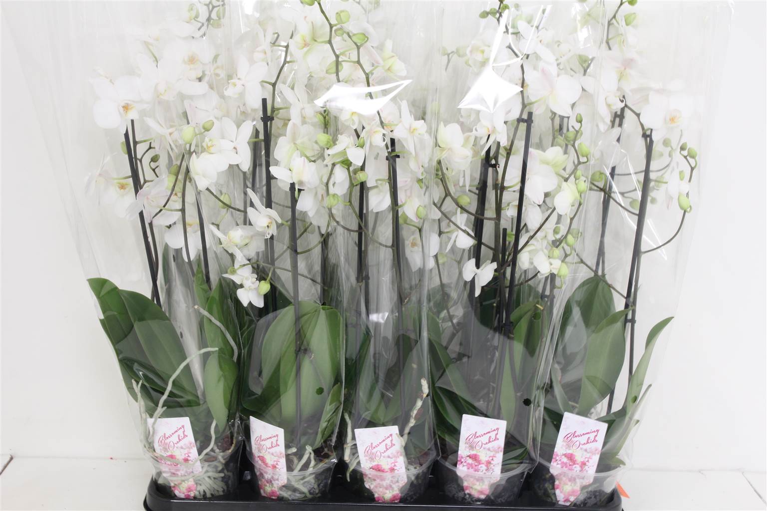 Фаленопсис мультифлора с 2 стеблями ( Phalaenopsis Multi-flora An Venice 2 stem ) W 12 см H 55 см