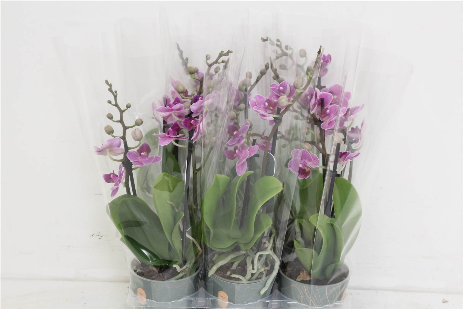 Фаленопсис мультифлора Фиалка Королева 2 стебля ( Phalaenopsis Multi-flora Violet Queen 2 stem ) W 9