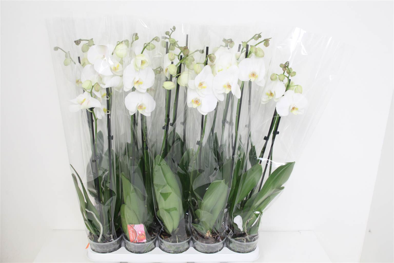 Фаленопсис Ов Белый 2 стебля ( Phalaenopsis Ov White 2 stem ) W 12 см H 75 см