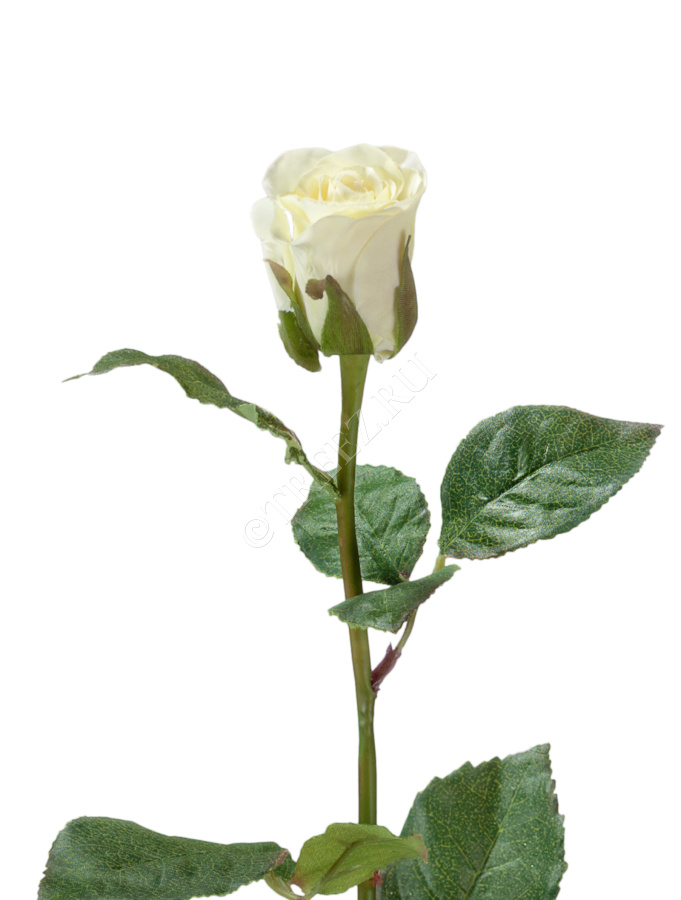 Rosa Gr Annabel (Роза Гр Анабель) B60 (Цветы Удмуртии)