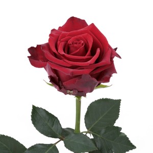 Роза Explorer (Эксплорер) В90 Star Roses