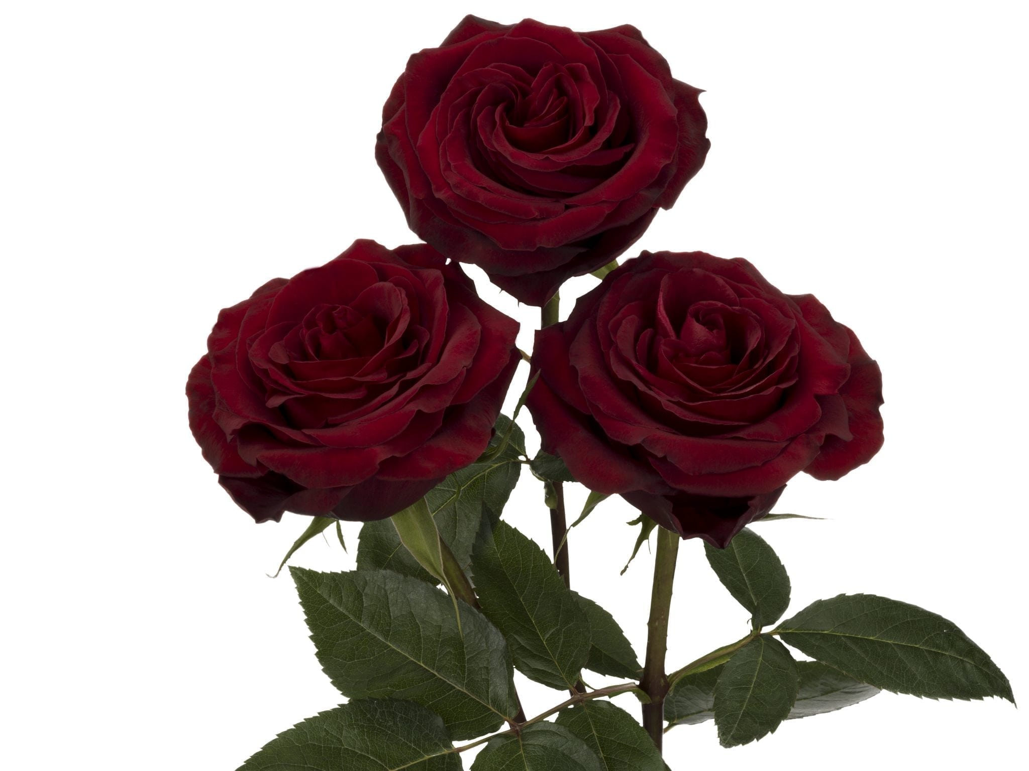 Rosa Gr RP BLACK PEARL ( РП БЛАК ПЕАРЛ ) В60 Rosa Prima