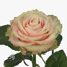 Rosa gr Avalanche antique(Роза гр Аваланж антигуа) В70