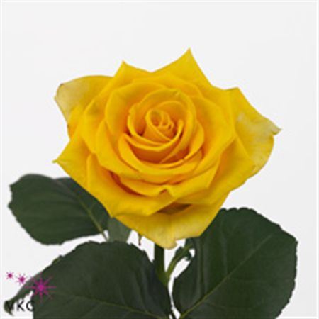 Rosa Gr Golden Ambition (Роза Гр Голден Амбишн) В60