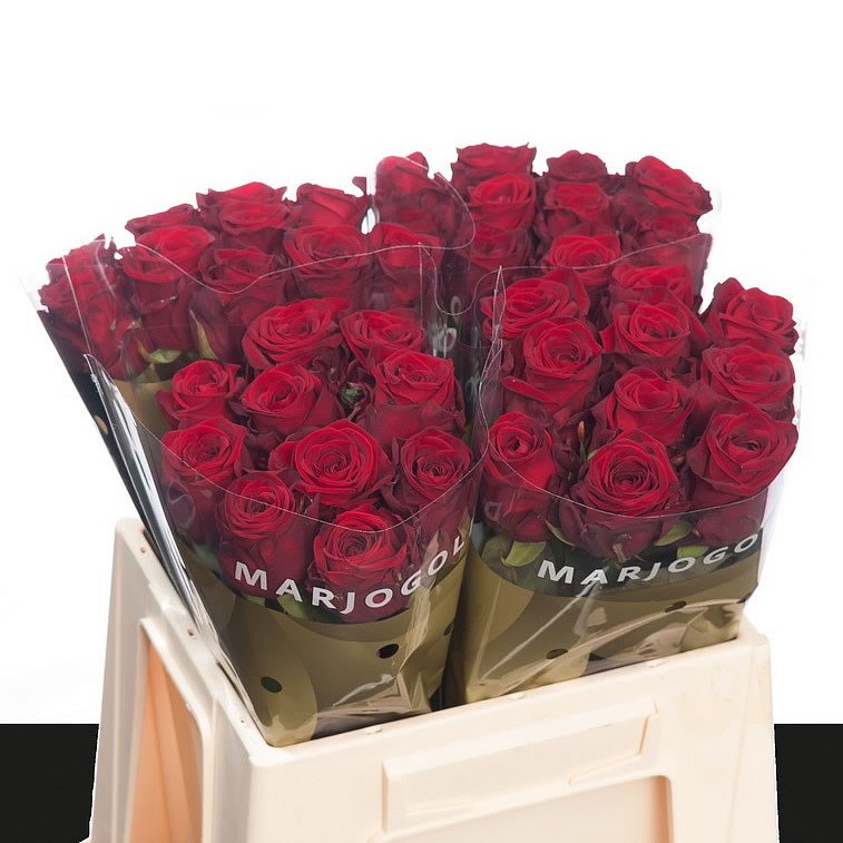 Rosa Gr Red Naomi! Porta Unica (Роза Гр Ред Наоми! Порта Уника) В90